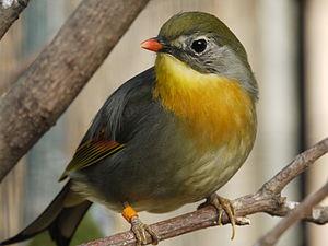 Red-billed Leiothrix