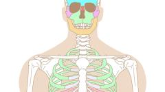 Squelette humain, vue de face (Facile)
