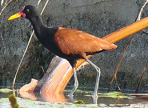 Jacana (genus)