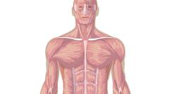 Músculos del cuerpo, vista de frente (Secundaria-Bachillerato)