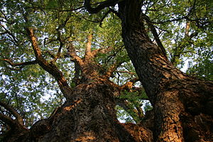 Nothofagus obliqua