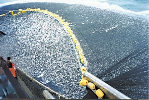 Sobrepesca