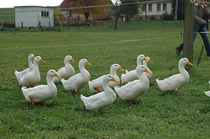 American Pekin Duck