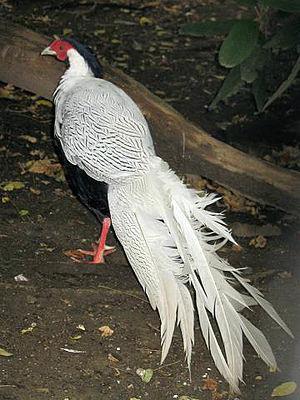 Silver Pheasant