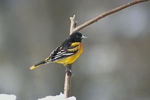 Icterus