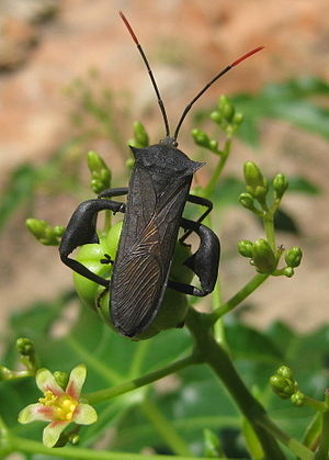 Coreidae