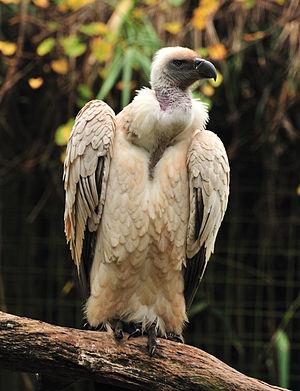 Cape Vulture