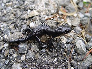 Salamandra (género)