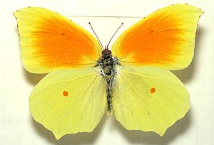 Gonepteryx cleopatra