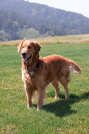 Golden retriever