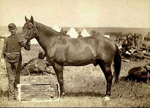 Comanche (horse)