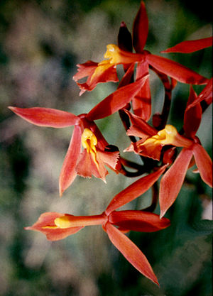 Epidendroideae