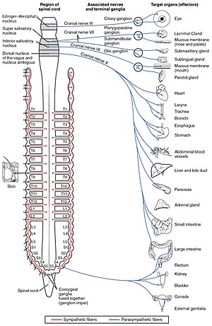 Sistema nervioso parasimpático