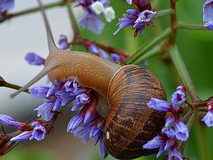 Helix (gastropod)