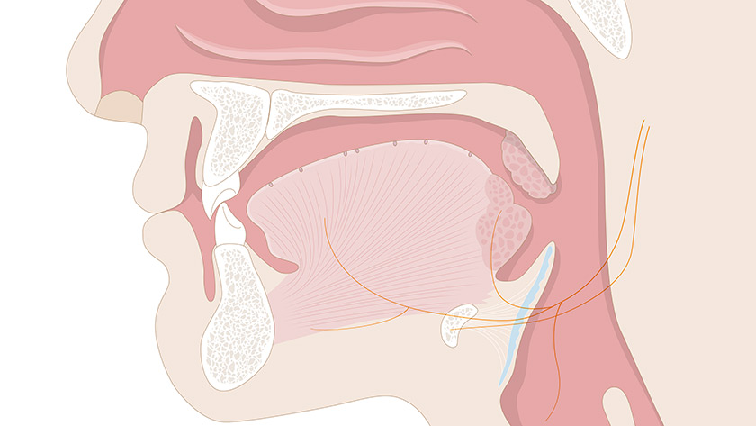 Gustatory system: The mouth (Normal)