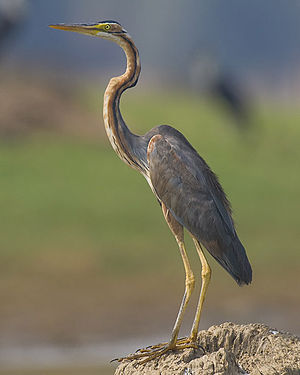 Purple Heron