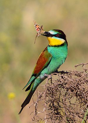 European Bee-eater