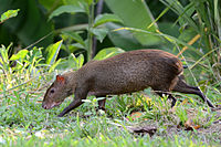 Central American agouti