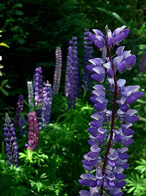 Lupinus