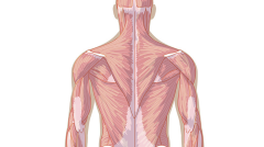 Muscular system, back view (Easy)