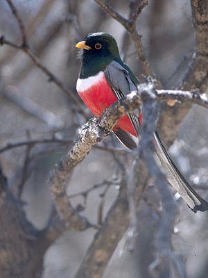 Trogon (genus)