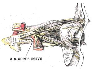 Nervio abducens