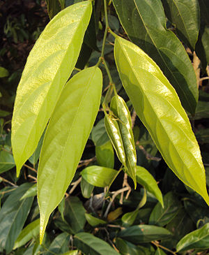 Hydnocarpus