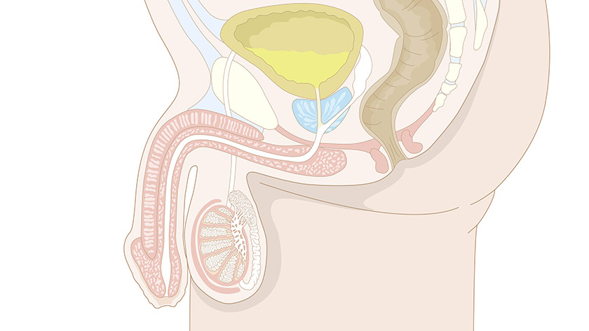 Male reproductive system, side view (Easy)