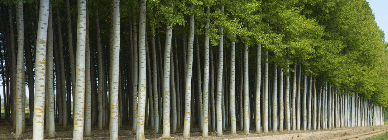 El chopo, una alternativa como cultivo muy rentable Garnica