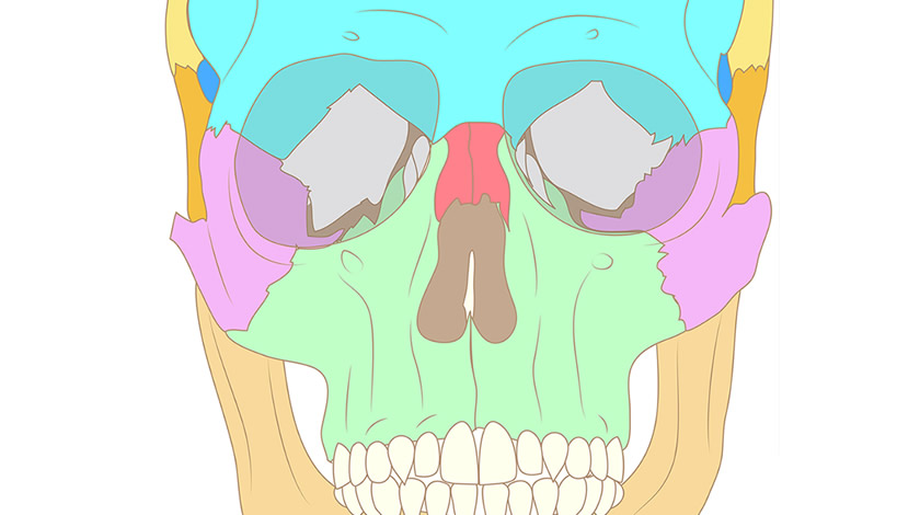 Ossos do crânio humano, vista frontal (Normal)