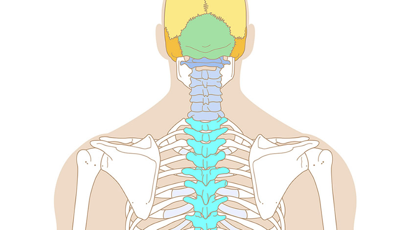 Human skeleton, back view (Easy)