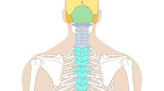 Esqueleto humano, vista de costas(Fácil)