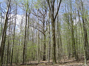 Bosque templado caducifolio