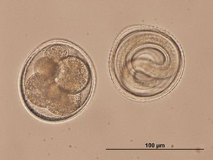 Toxocaridae