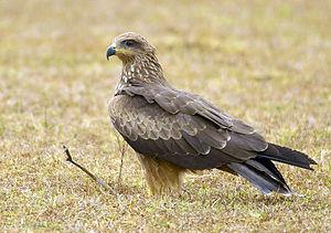 Black Kite