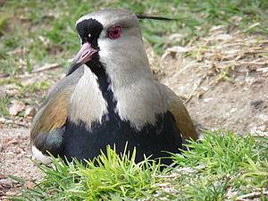 Southern Lapwing