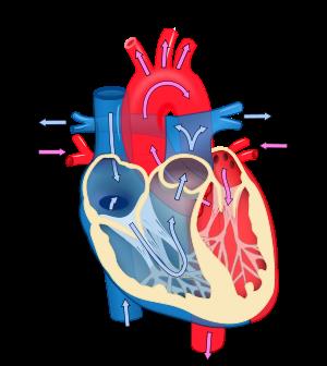 Cardiología