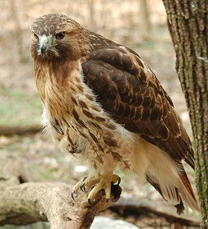 Red-tailed Hawk