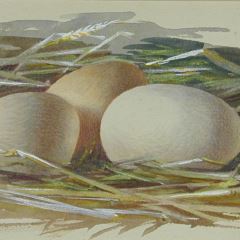 Tres huevos