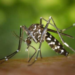 O mosquito Aedes aegypti