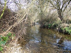 Kingston Brook