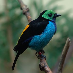 Paradise Tanager