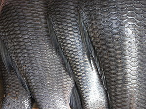 Dentículo