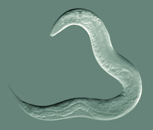 Nematoda