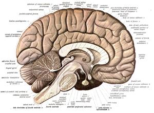 Neuroanatomía