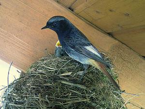 Black Redstart