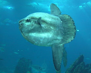 Mola (género)