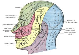 Plexo cervical