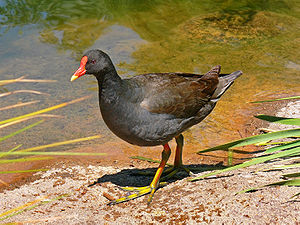 Rallidae