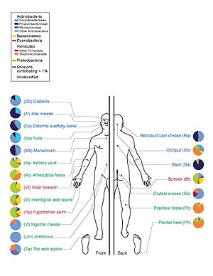 Microbiota normal